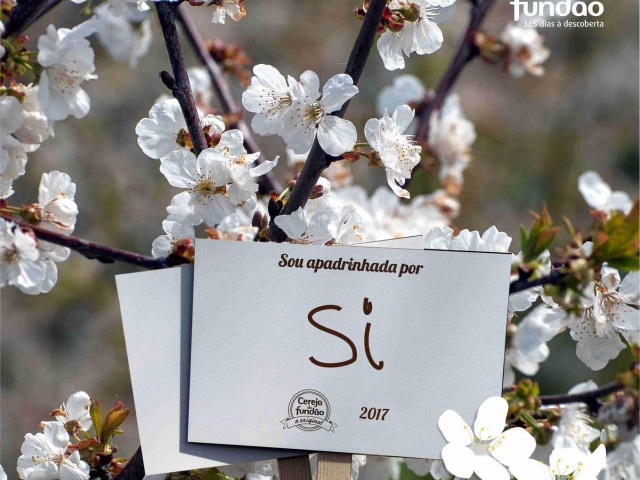 Apadrinhar uma Cerejeira