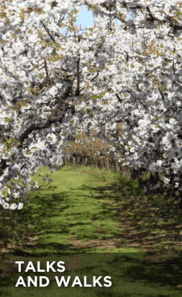 Talks and Walks - Cherry Trees